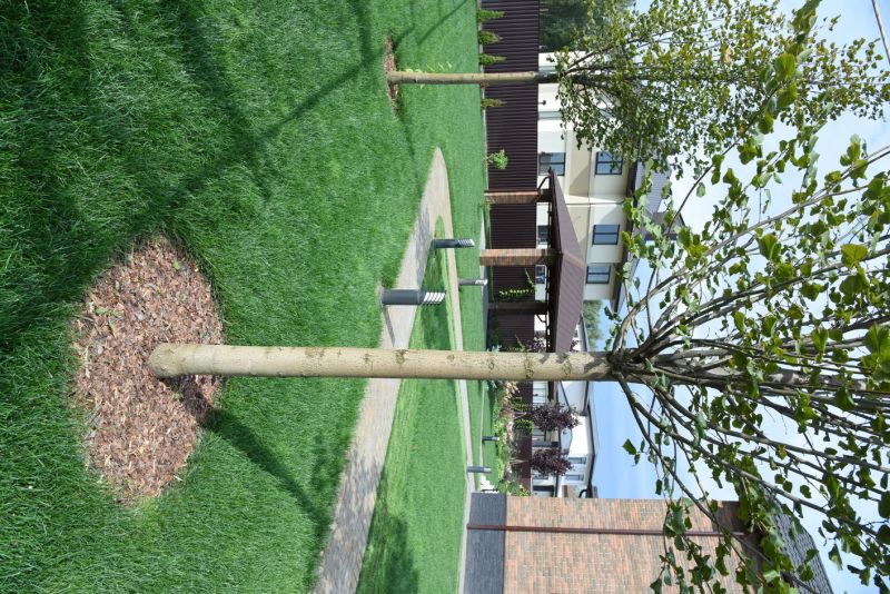 Tree-Lined Landscapes